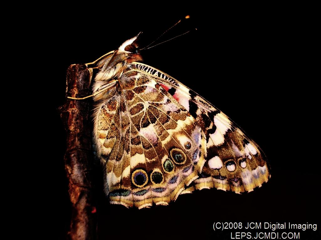 Beautiful Painted Lady Butterfly (underside)